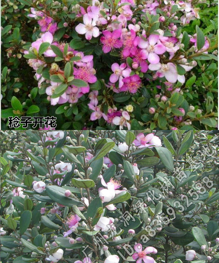 桃金娘苗四季种植捻子树苗庭院地栽山捻子苗户外绿化观赏盆栽 桃金娘