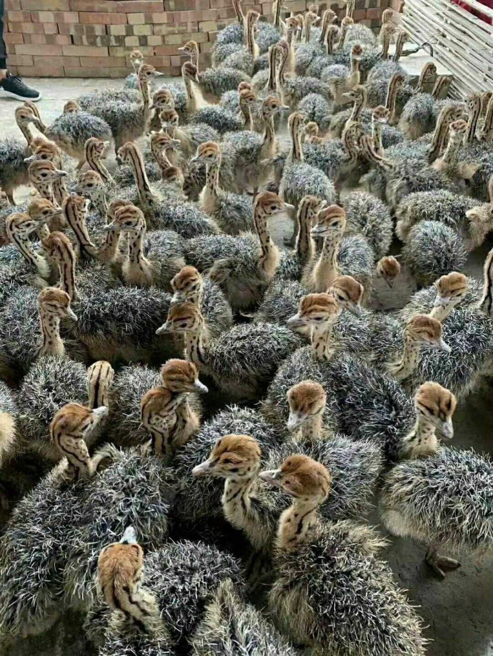 荣郁荣郁 非洲鸵鸟苗小鸵鸟苗鸸鹋鸵鸟幼崽三百斤鸵鸟一对鸵鸟养殖