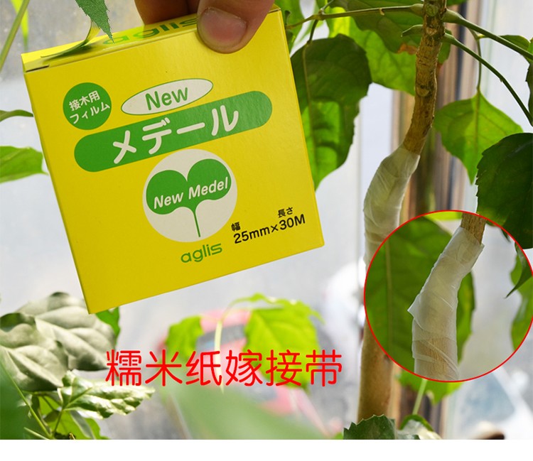 日本原装进口aglis糯米纸嫁接带金弹子嫁接膜果树苗木专用月季芽接带