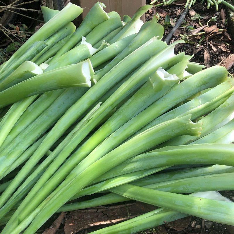 广菜3斤贵州新鲜特产蔬菜5斤农家自种芋荷芋梗白玉苗芋蒙酸菜苗广菜现