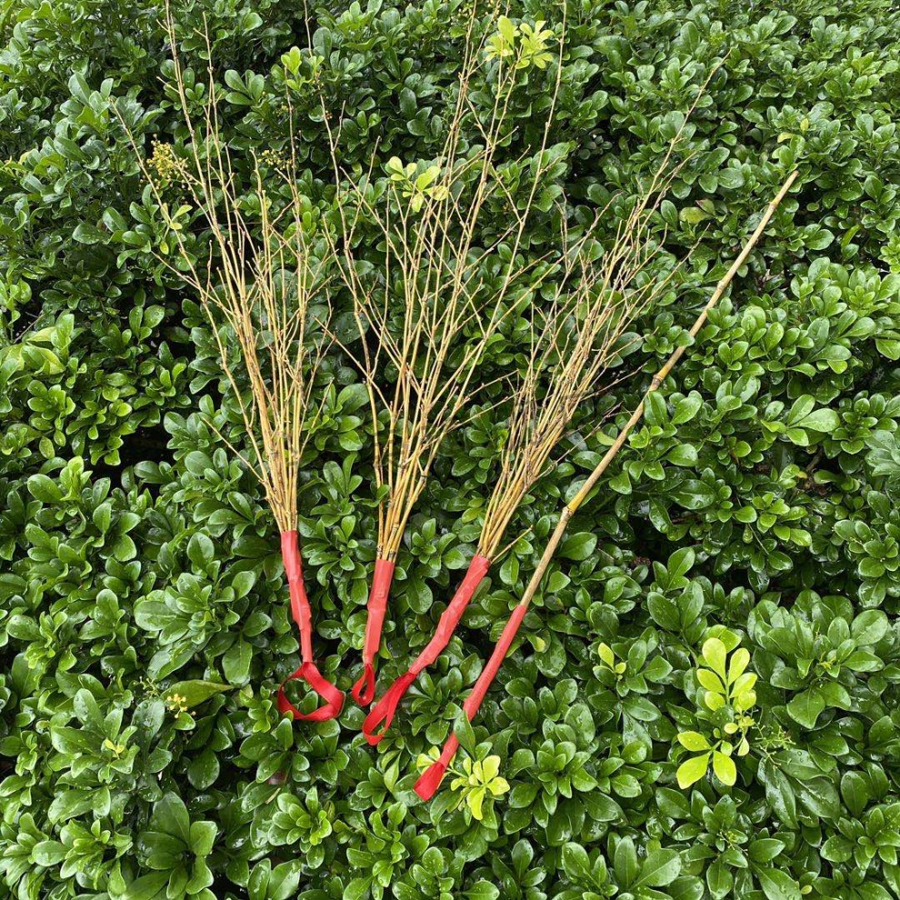 教棍戒尺竹鞭家用软竹条竹条子细竹枝竹鞭子藤条教鞭藤鞭子软鞭子 二