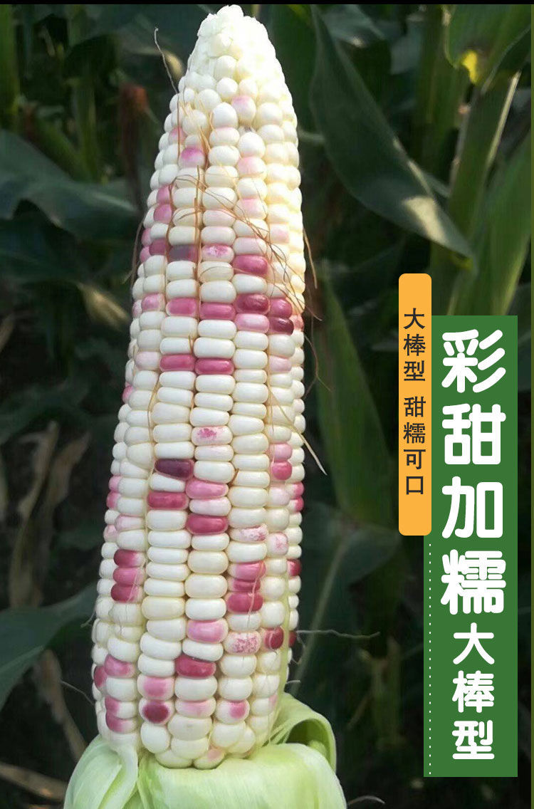 彩甜加糯玉米种子鲜食粘糯甜玉米种籽四季种高产耐寒耐热大田种子