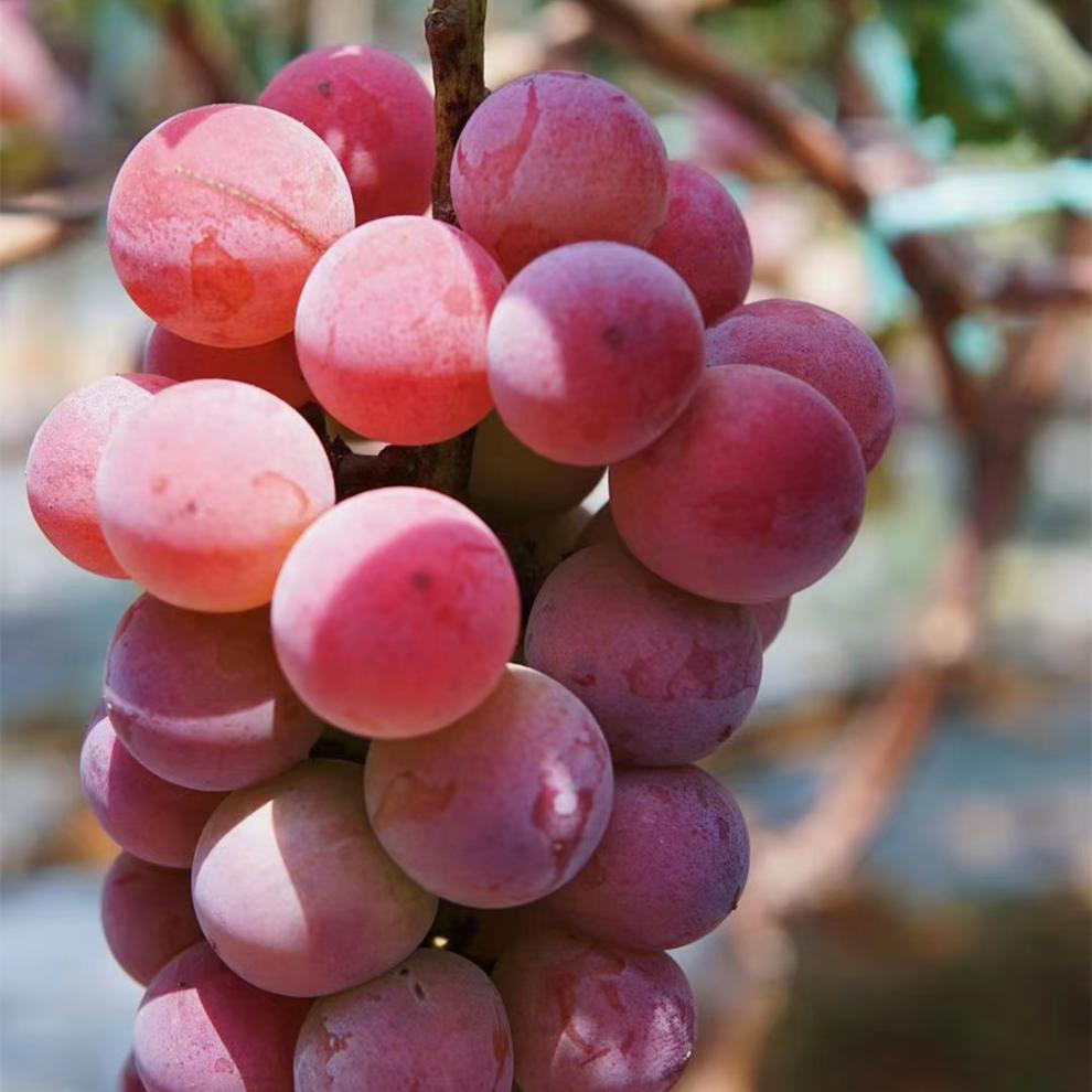 妮娜皇后葡萄 红宝石无核提子 果肉香甜多汁 顺丰空运直发 2斤装(约2