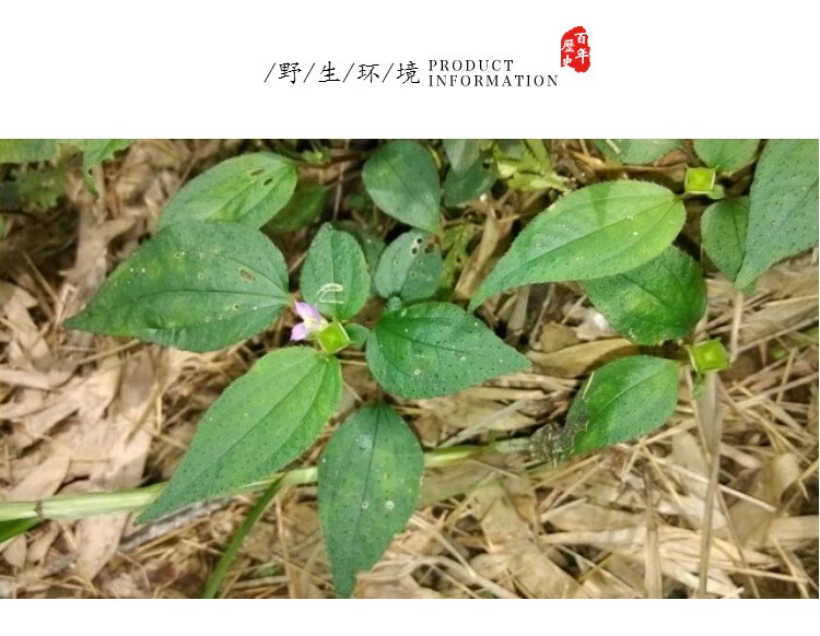 正宗風櫃鬥草幹品風鼓草茶包40小包乾淨免洗方便【圖片 價格 品牌