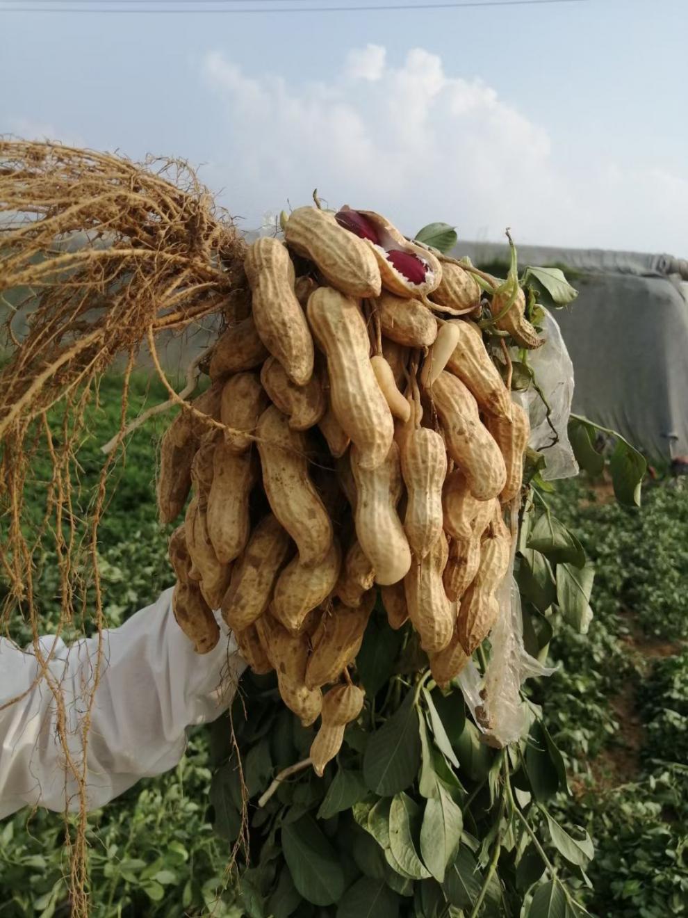 高产早熟富硒黑花生种子带壳新品种晒干黑花生米花生种紫皮花生四粒黑