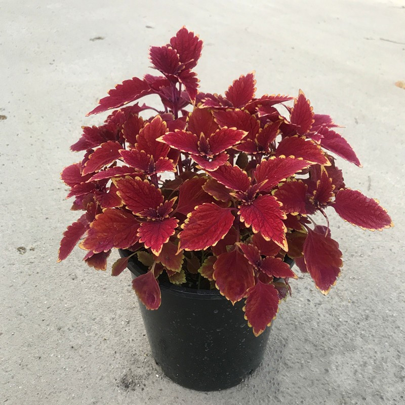 腾跃 彩叶草盆栽庭院阳台彩叶植物大苗耐热耐晒观叶草ty 绿棕渐变中盆