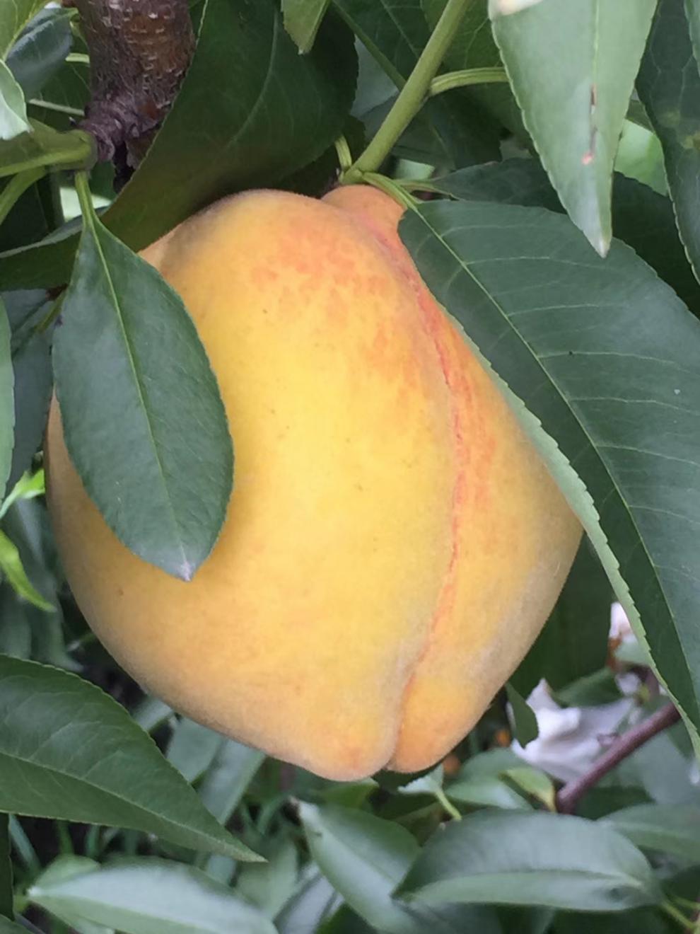 媚调 黄桃新鲜水果正宗浙江嘉善姚庄锦绣黄桃子软脆黄桃当季团购礼盒