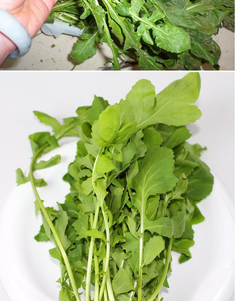 东北大叶臭菜种子芝麻菜种籽特色蔬菜高产野菜青菜叶菜庭院大叶臭菜5