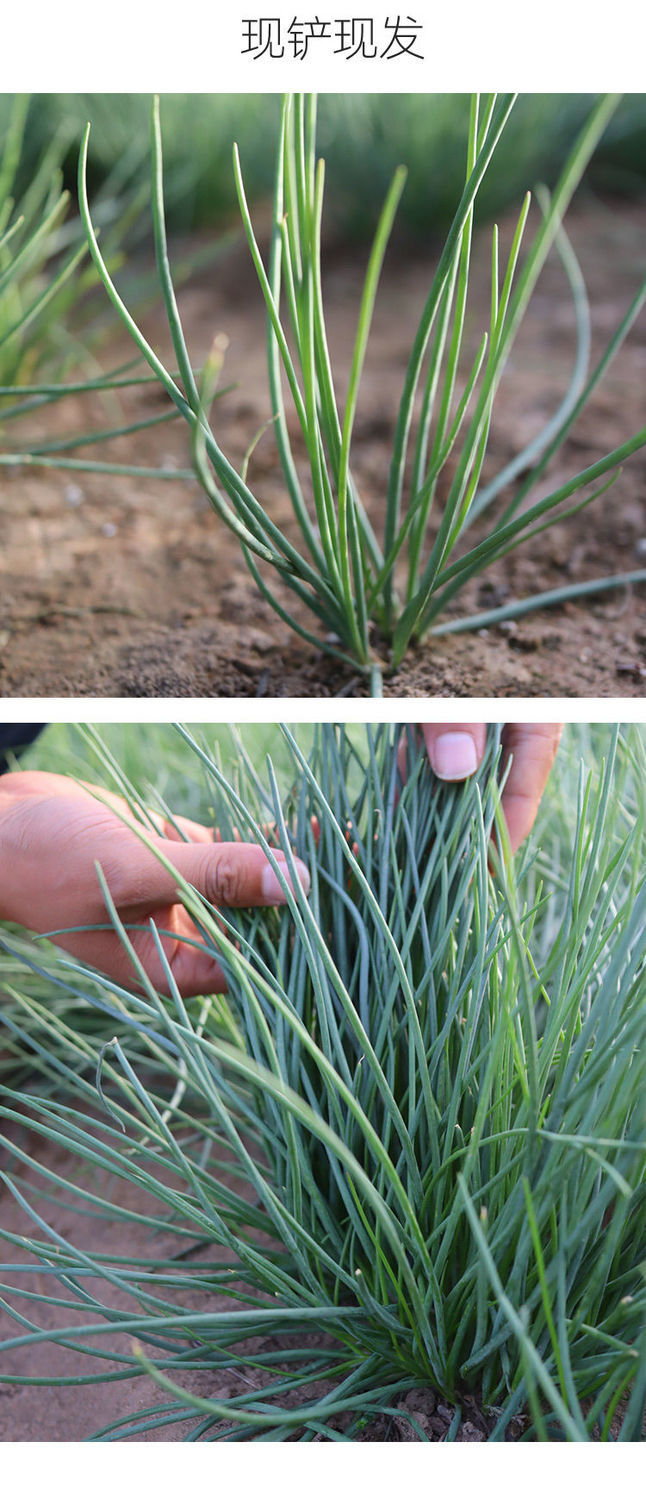 朵蕙 甘肃特产沙葱新鲜蔬菜韭菜农家时蔬民勤沙葱下饭菜华海春 鲜嫩