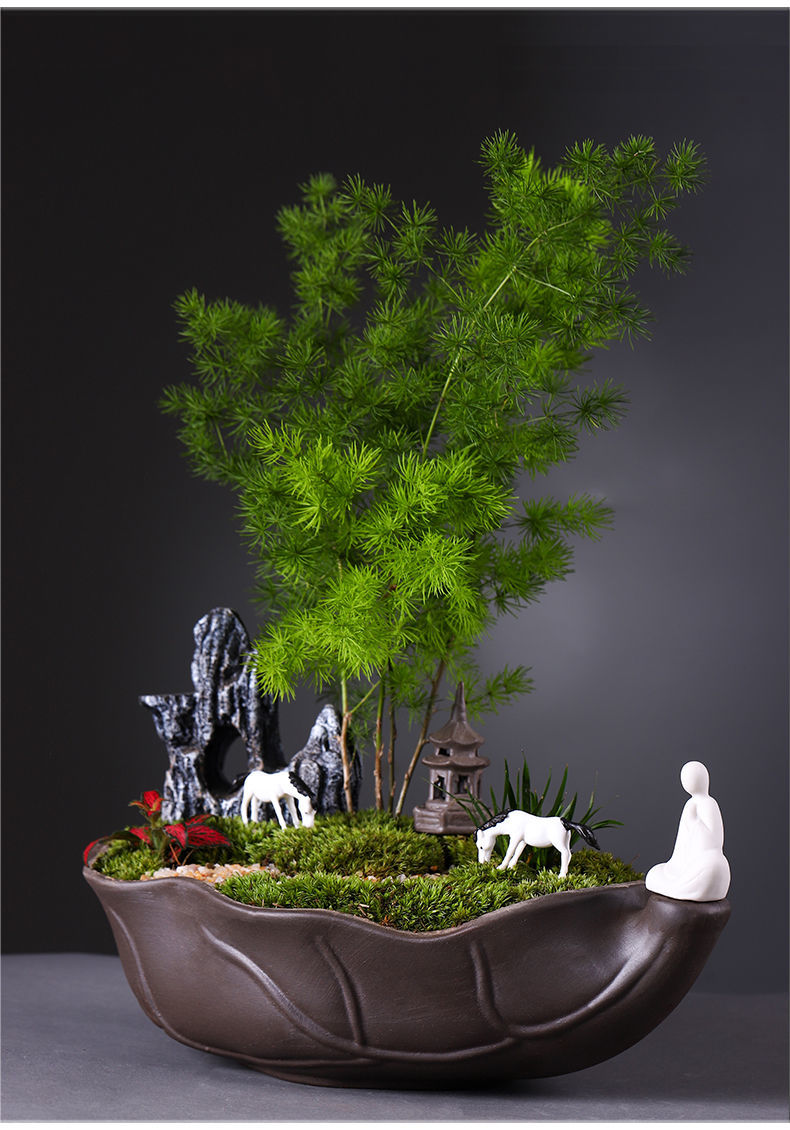 常青装饰旺财植物送礼好养盆景花 扇形盆-人间仙境-蓬莱松盆景【图片