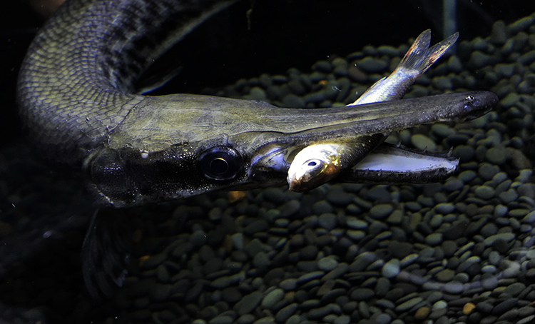 大型凶猛肉食巨型尖嘴幽灵火箭鱼饲料金鱼活鱼 9-11cm福鳄两条【图片