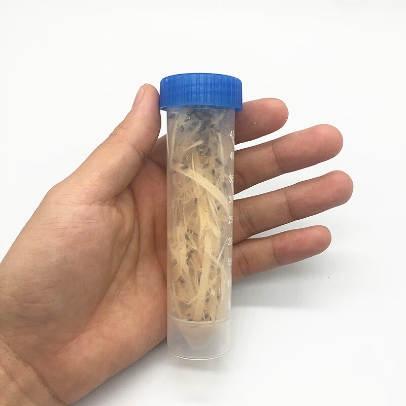 大小残翅果蝇杯宠物活体大刀螳螂跳蛛昆虫角蛙等活体饲料 不包运输