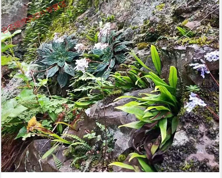 康中尊化石草新货老挝野生中草化石草结石肾精茶250g