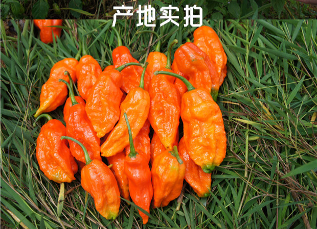 大马佐恩750g魔鬼象鼻辣剁椒餐饮商用替代辣椒精巨辣特辣超辣变态辣椒