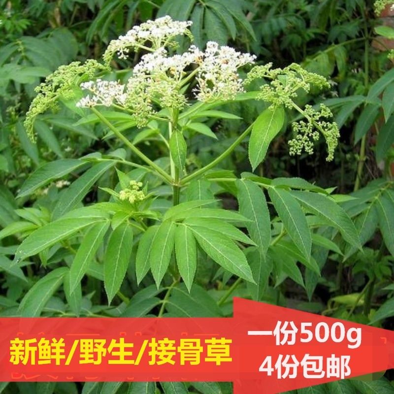 黑拉鼠俗称接骨丹图片