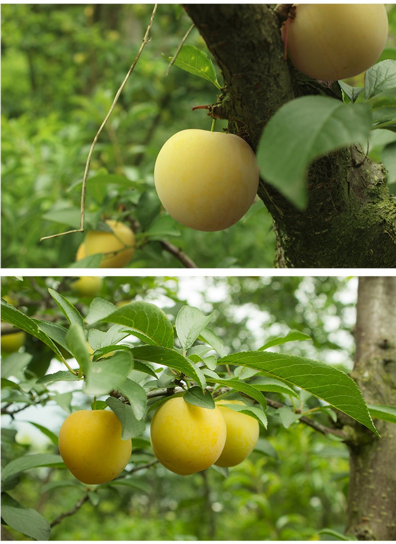 四川雅安汉源黄金李剥皮李子桃花李5斤装新鲜孕妇水果现摘发货 35-45g