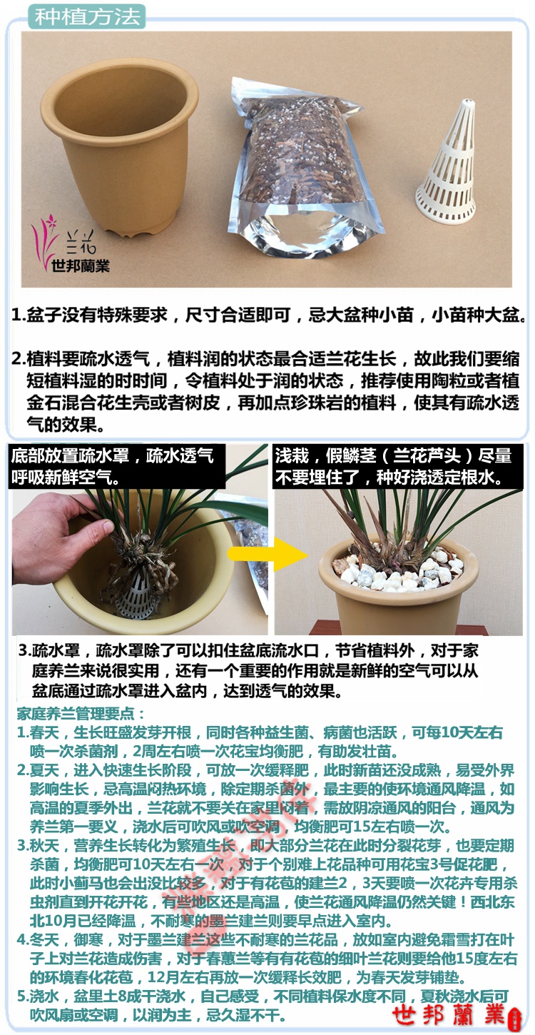 铁骨素兰花养殖方法图片