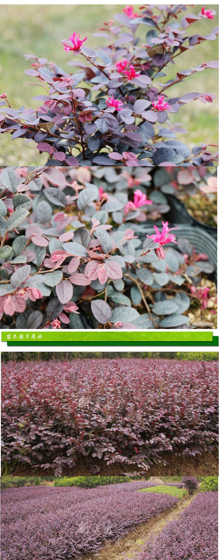 红花继木苗庭院绿化植物四季花卉苗灌木观赏绿篱工程红花继木球 80