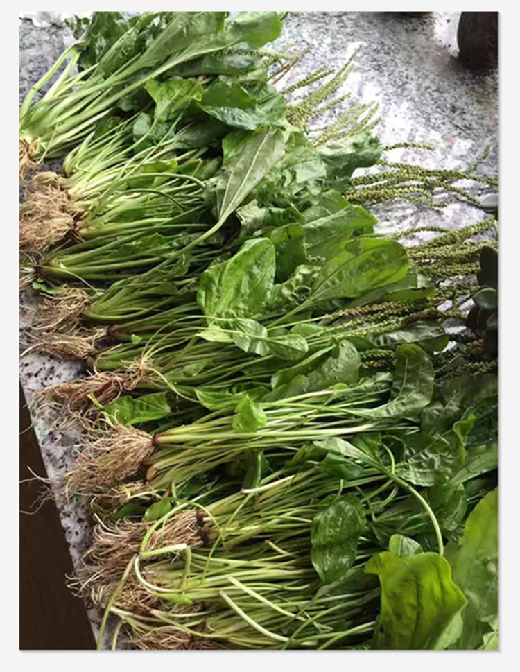 杞里香 野外生新鲜车前草车轮草苗农村山货车前草全株带根凉茶草药