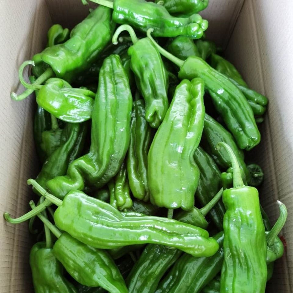 新鲜薄皮微辣虎皮青椒新鲜薄皮蔬菜整箱 薄皮青椒3斤装【图片 价格