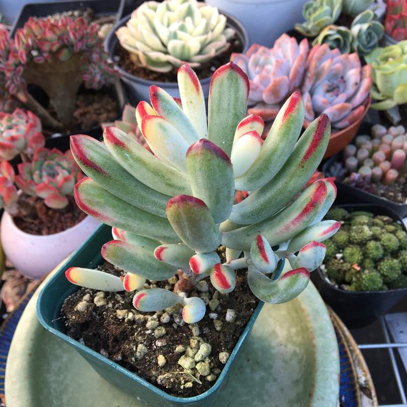 棒叶福娘锦多肉植物肉肉盆栽办公室阳台室内花卉美观趣味小盆栽78号棒