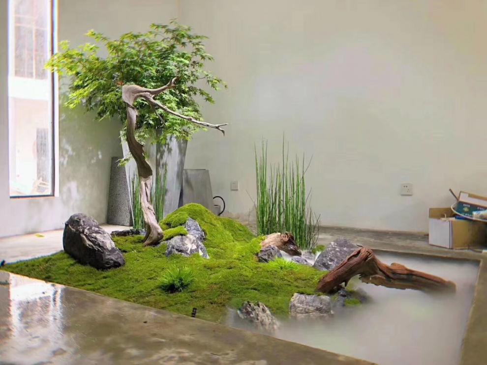 青苔藓鲜活青苔微景观生态瓶diy白发藓盆景假山装饰水陆缸植物材料