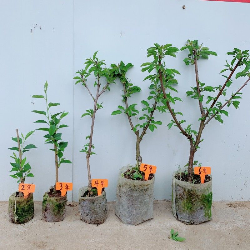 樱桃树苗阳台盆栽樱桃车厘子庭院大樱桃嫁接树苗南北方果树苗美早6年