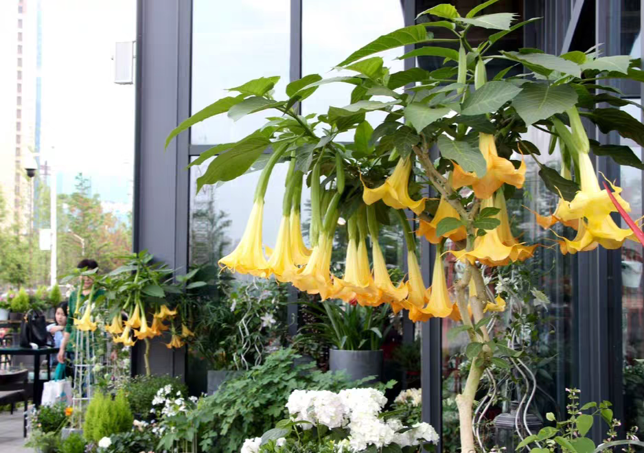 粉黄色木本曼陀罗花树苗盆栽四季开花大喇叭醉心花耐寒耐热多年生