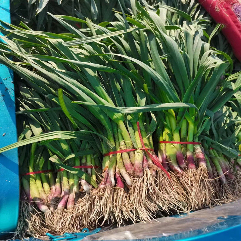 蒜苗新鲜红皮红根紫皮鲜红头蒜苗大蒜苗青蒜苗价3斤蒜苗普通