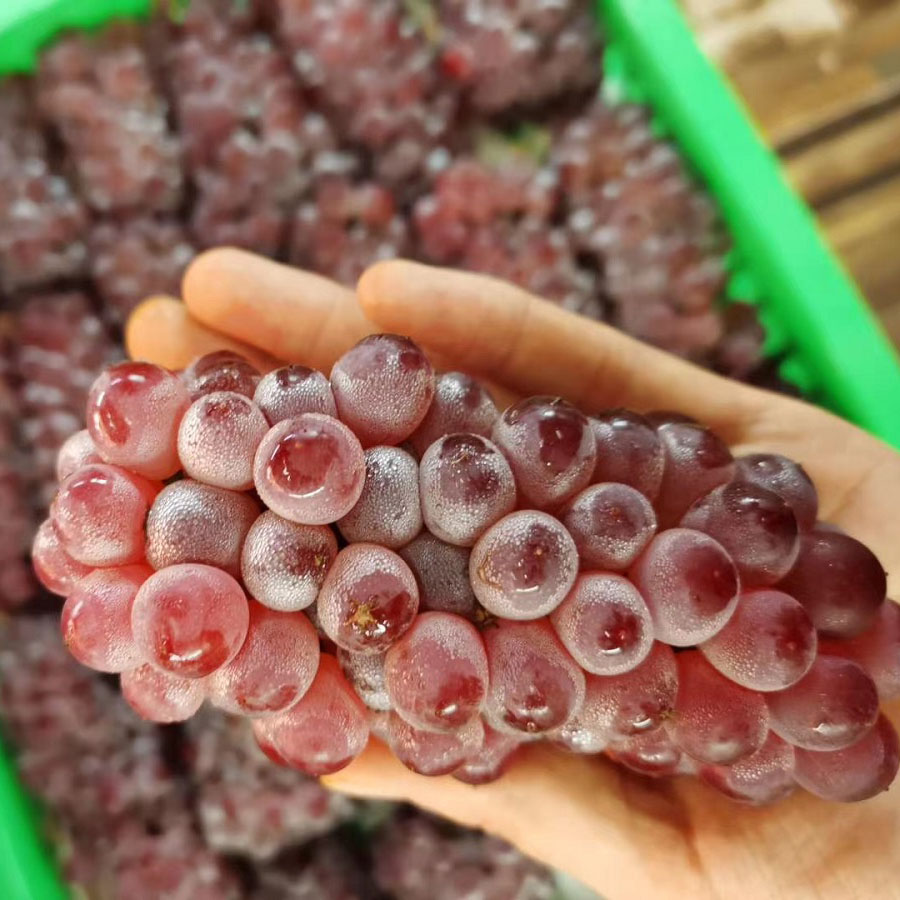 吉娃娃葡萄袖珍小葡萄小无籽葡萄当季新鲜孕妇水果2000g