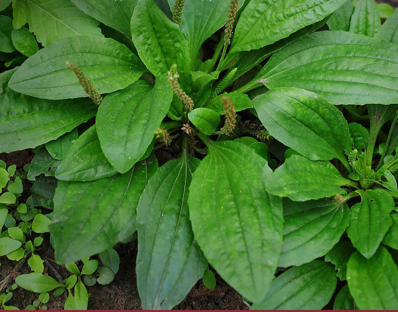 车前草中材泡水车前草袋泡茶包小包通尿日常调理2袋60小包送杯子