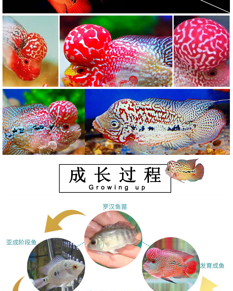 秋颖泰国进口罗汉鱼苗古典金花活体鸿运退沙亚成火凤凰德萨爆头风水财