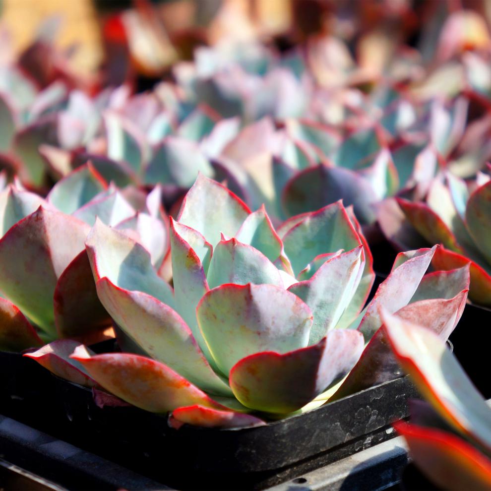 晚霞蓝光广寒宫多肉植物超大多肉三仙之一薄叶三仙老桩肉肉植物 蓝光