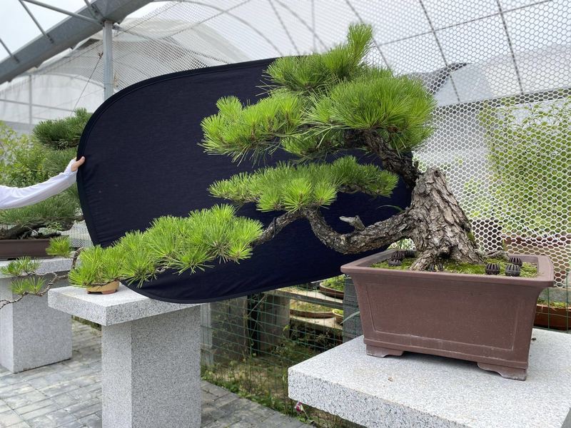 三河黑松盆景植物室内悬崖矮霸老桩迎客式黄山松黑松五针松 2号 含盆