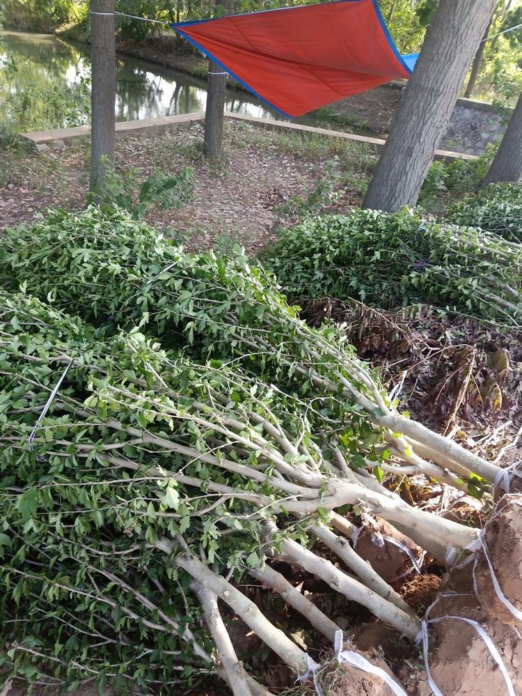 耐寒易成活庭院绿化可食用重瓣棒棒糖木槿花苗花卉盆栽植物小树苗木槿