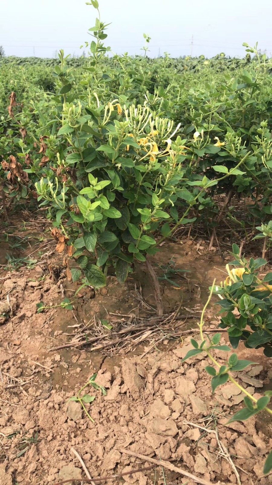 南有竹金银花盆栽苗金银花树苗攀援藤本当年开花金银花苗黄花金银花4