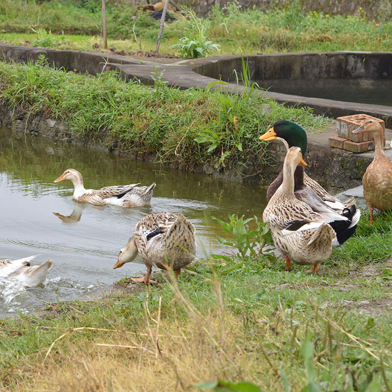 咸香腊鸭肉年货腊味煲仔饭2斤 精选偏瘦600g红毛鸭【2只装送磨刀器】
