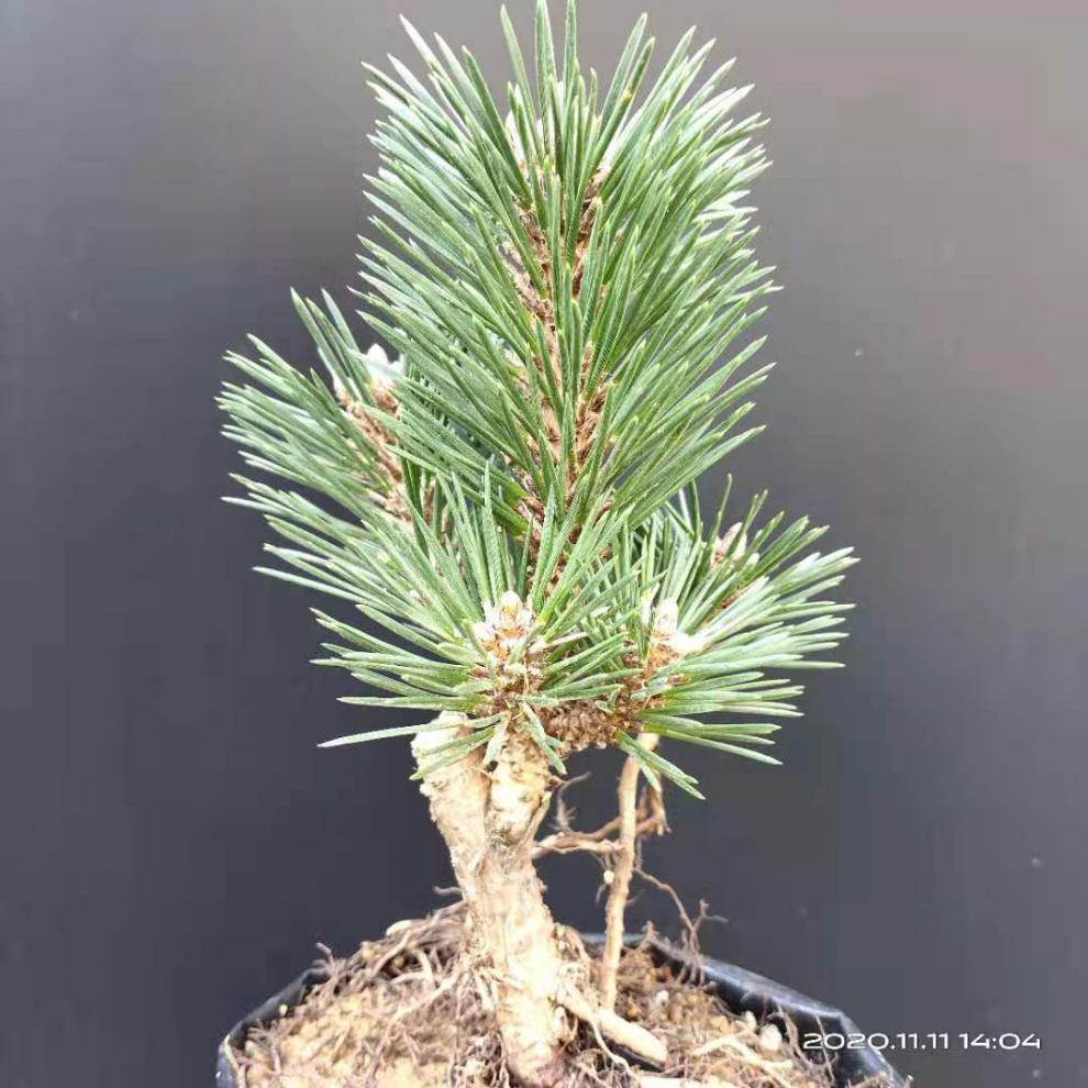 千寿丸盆栽老桩造型黑松盆景室内四季常青绿植千寿丸苗16不含盆
