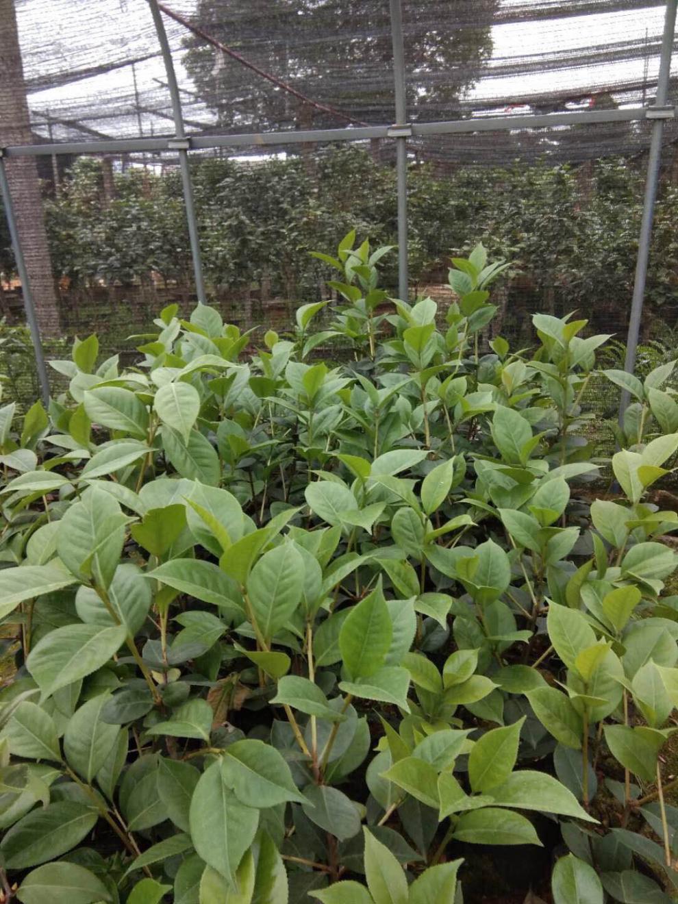 云南茶花云茶情人节茶花桃红恨天高茶花原土原盆发货大理名贵茶花 2年