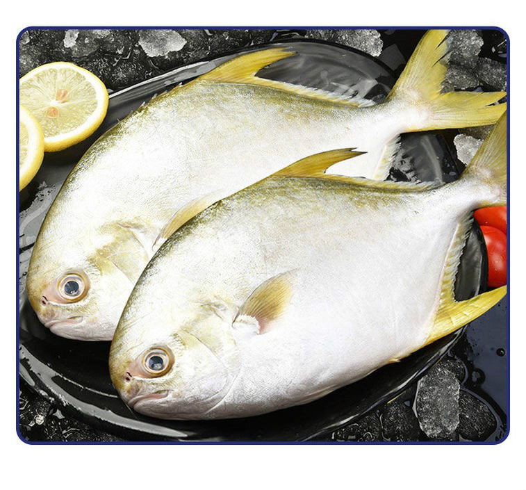 顺丰速运青岛特大金鲳鱼海鲜水产鲳鱼新鲜活体冷冻科德雅菲金鲳鱼约7