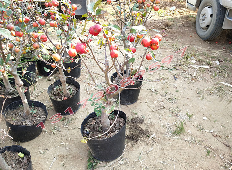 芭蕾果树苗八棱海棠小苹果观赏盆景挂果海棠冬红果长寿果地栽盆栽8年