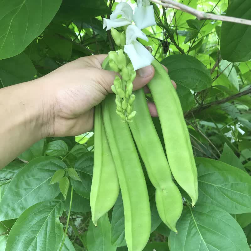新鲜刀豆农家自种时令嫩青刀把豆江西蔬菜剁辣椒原料 2斤(精品)【图片