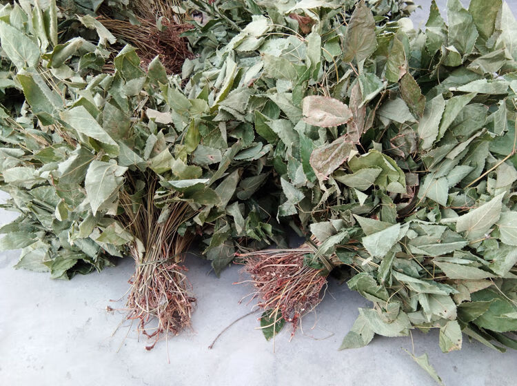 伟博官方淫羊霍仙灵脾羊藿茶中药材淫羊藿整株旗舰官网 250克【图片