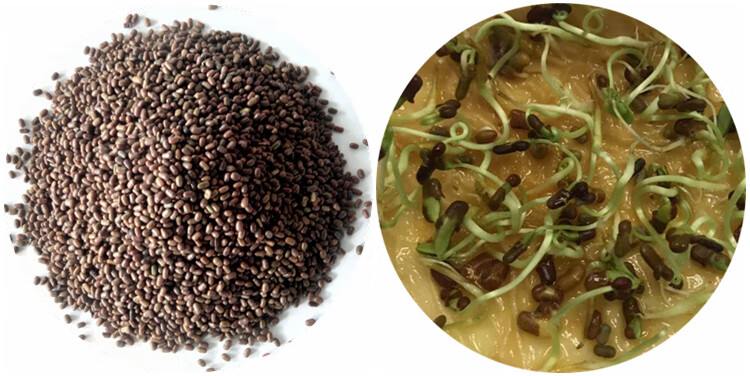 田菁种子碱青涝豆果园绿肥草种子牧草籽田青子紫色田箐种子田箐5斤