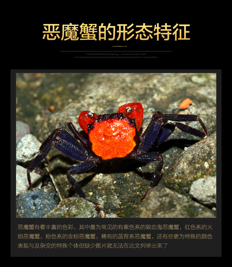 螃蟹活体活物恶魔蟹印尼魔鬼蟹蜘蛛蟹辣椒蟹小型观赏淡水宠物蟹运输包