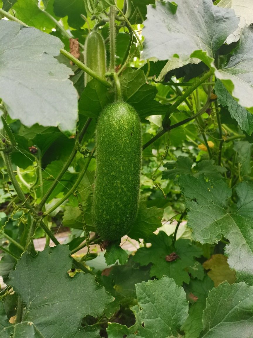 冬瓜新鲜毛节瓜迷你小冬瓜脆嫩东瓜小节瓜毛冬瓜青皮冬瓜3/5/9斤 新鲜