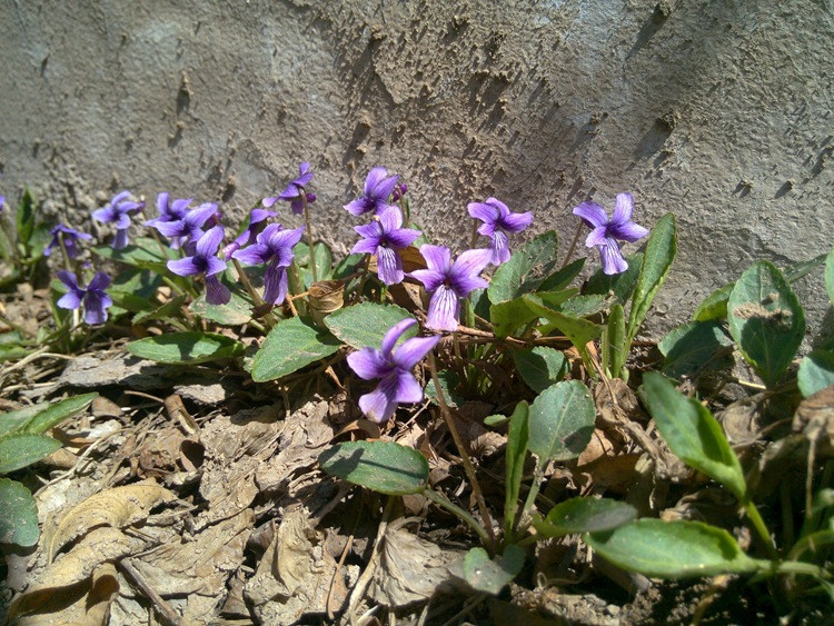 花卉盆栽紫花地丁種子苦地丁種子紫花地丁種籽盆栽地丁籽四季草籽阿芹