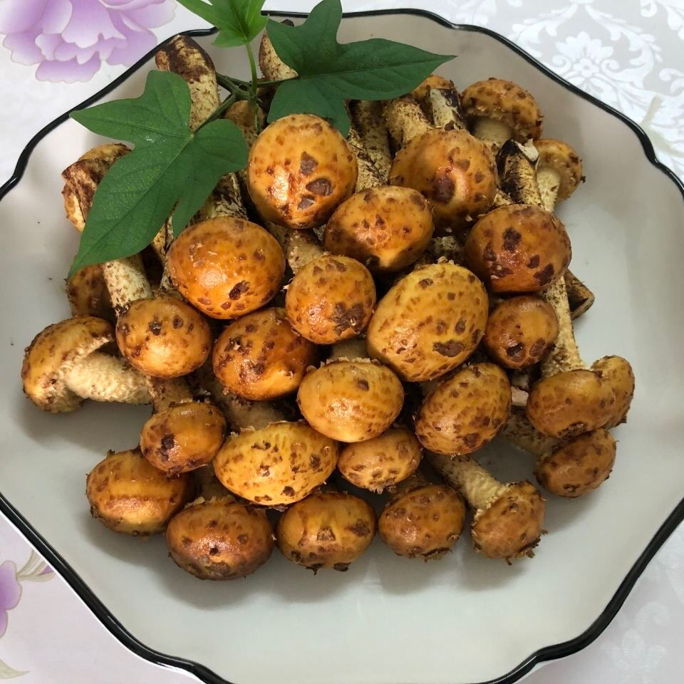 春光岛新鲜虎松茸菌菇煲汤爆炒养生食材口感鲜美营养丰富250g/云野