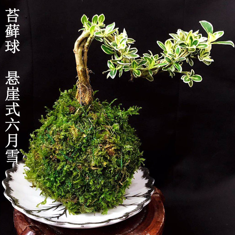 苔藓球文竹植物菖蒲盆景办公桌绿植桌面小盆栽苔玉青苔球水培竹子 苔