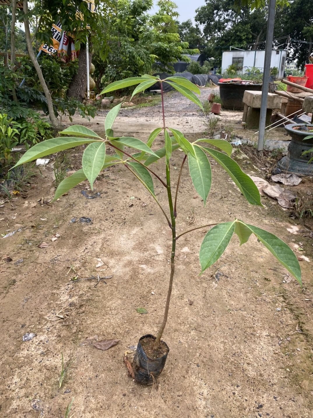 红木棉树本地乡土树木红花木棉广东木棉树苗广州木棉花名贵苗木 本地